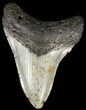 Megalodon Tooth - North Carolina #65688-1